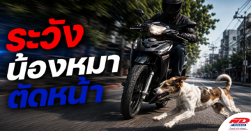B0817 ต้องระวังให้ดี เมื่อน้องหมาตัดหน้า